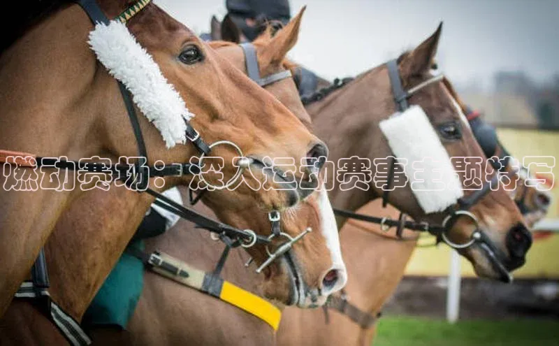 燃动赛场：深入运动赛事主题特写